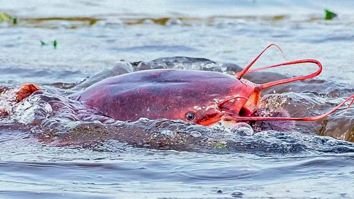 Bagre-africano se torna praga e ameaça a pesca em rios e lagoas do Norte Fluminense