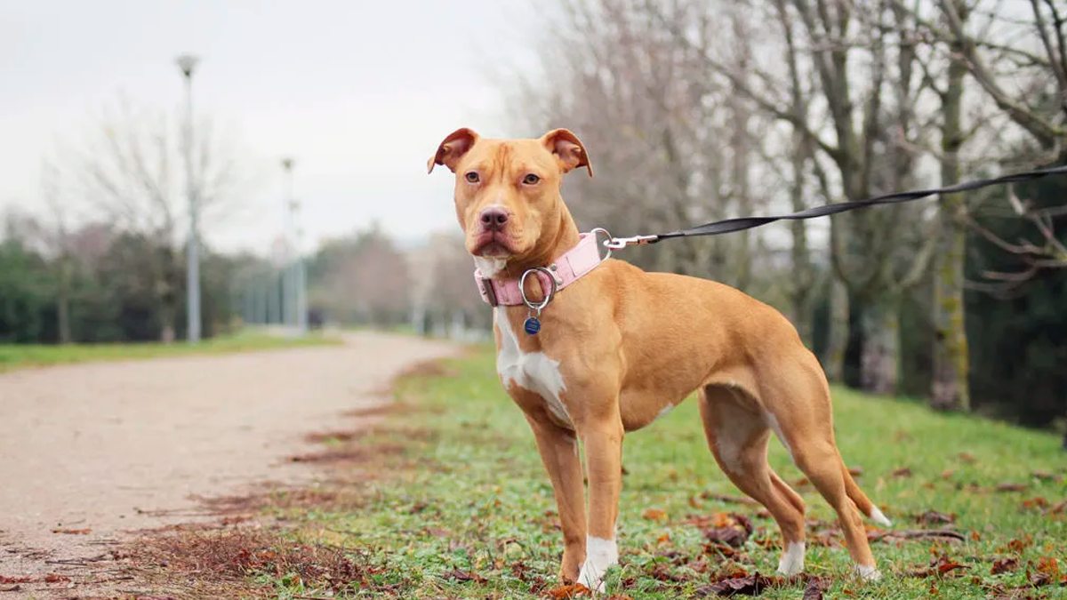 Pitbull solto aterroriza moradores e mata outros cães em Apucarana