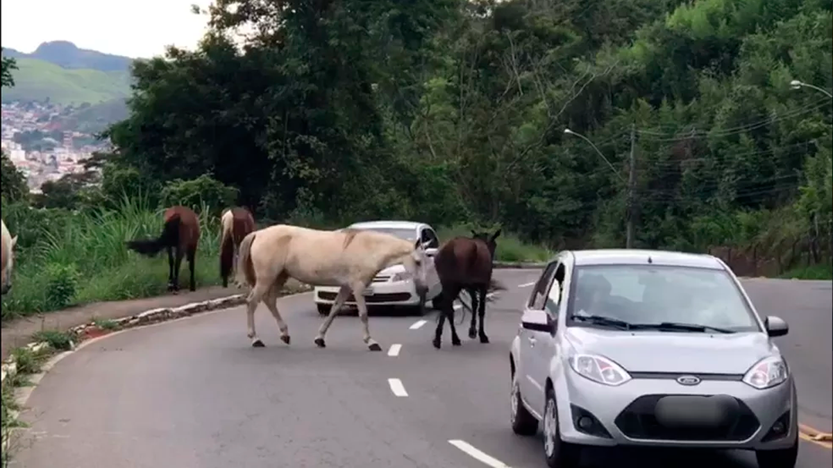Cavalo morre atropelado por caminhão ao tentar cruzar a PR-444 em Arapongas