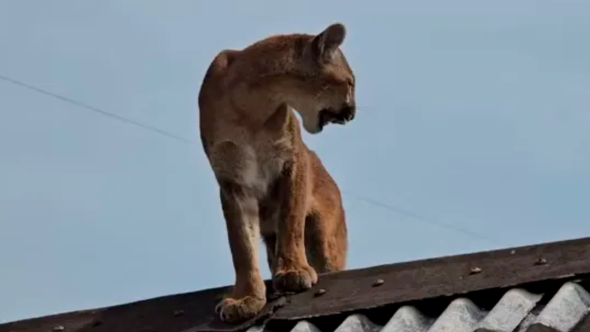 Onça-parda é encontrada em telhado de casa e resgatada por morador no Norte do PR