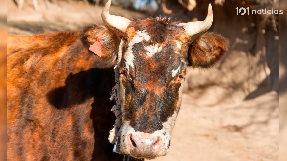 19 vacas morrem eletrocutadas após rompimento de cabo de alta tensão no Paraná