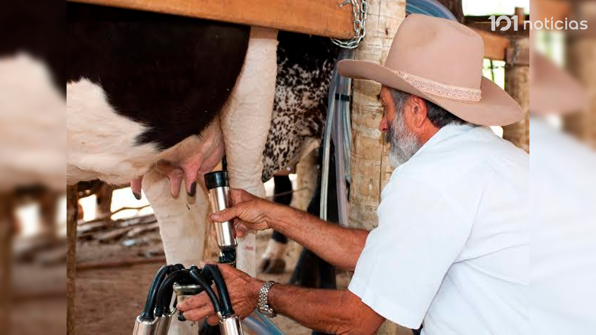 Preço do leite ao produtor registra nova queda de 6,40% no Paraná
