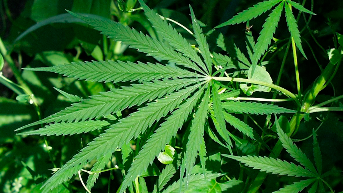 PM encontra dois pés de maconha nos fundos de residência em Manoel Ribas