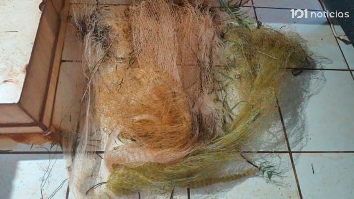 Dois homens são presos em São João do Ivaí por pesca ilegal durante a Operação Piracema