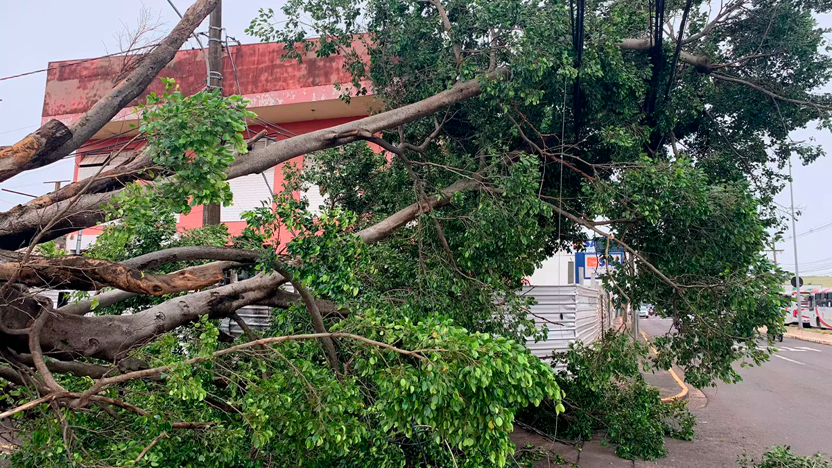 Árvore cai e bloqueia totalmente rodovia entre São João do Ivaí e Ubaúna