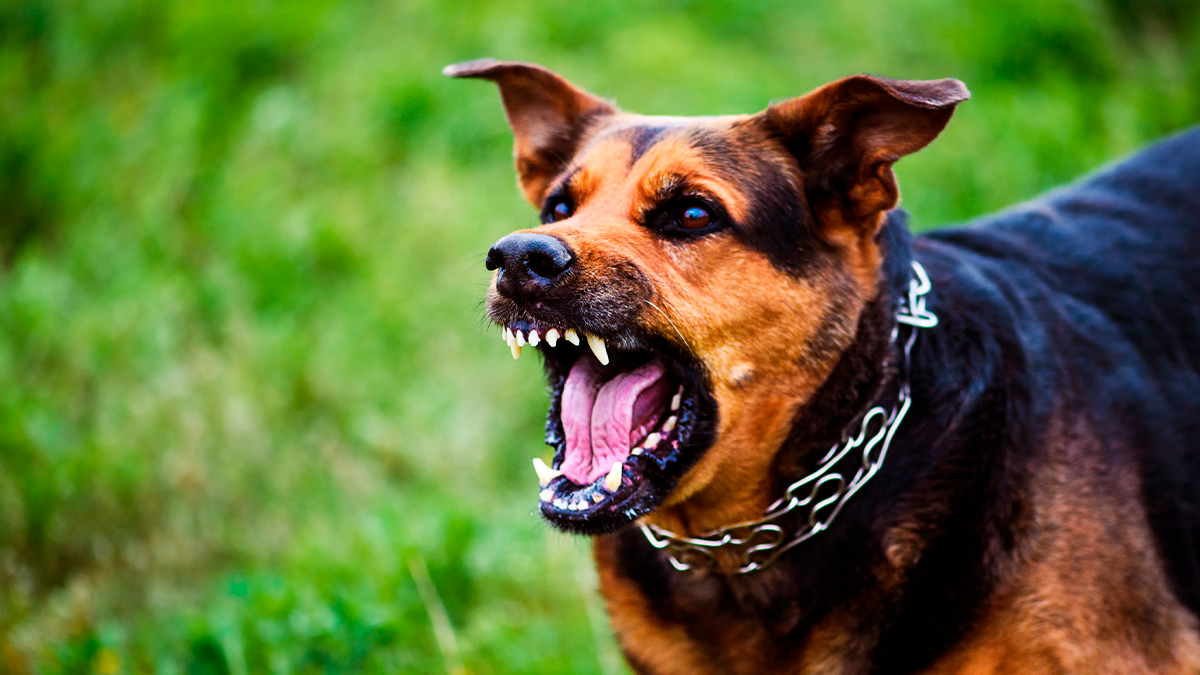 Menino autista é mordido por cadela solta em Lunardelli