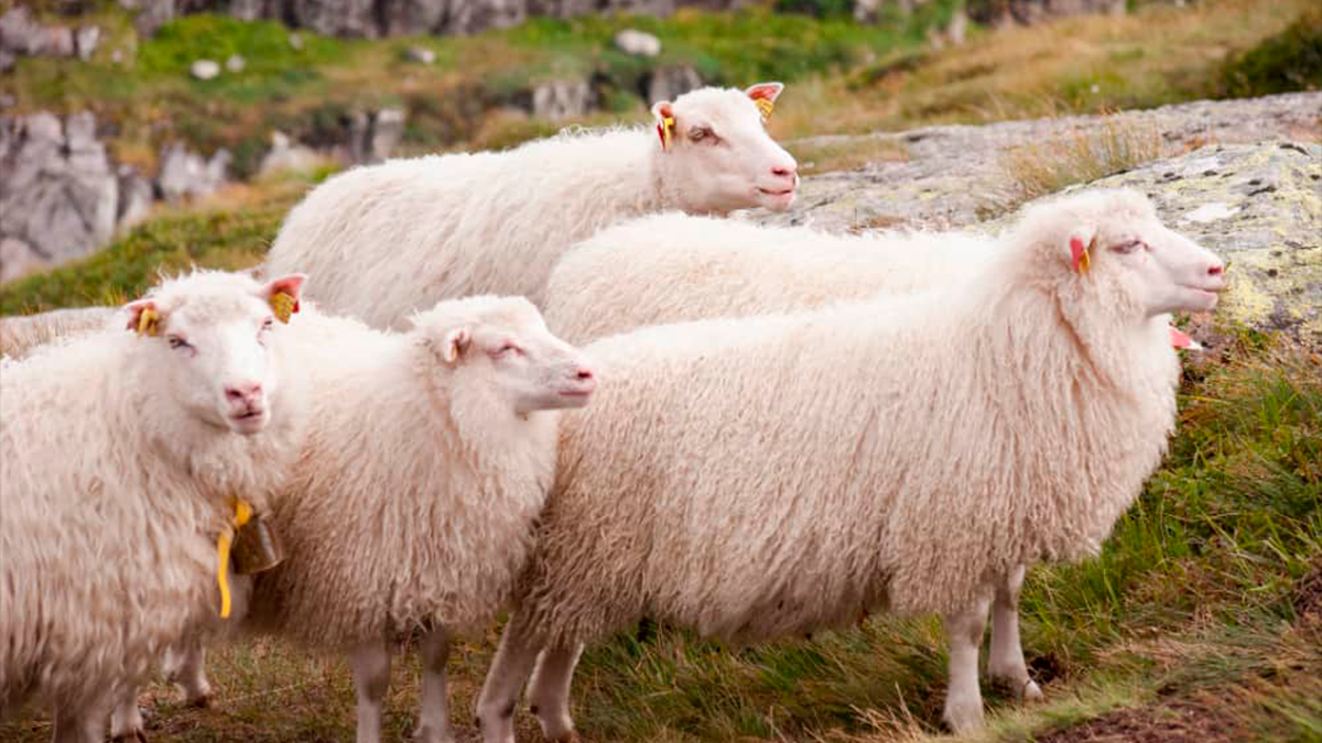Fim do mistério do sumiço de carneiros entre Jardim Alegre e Godoy Moreira