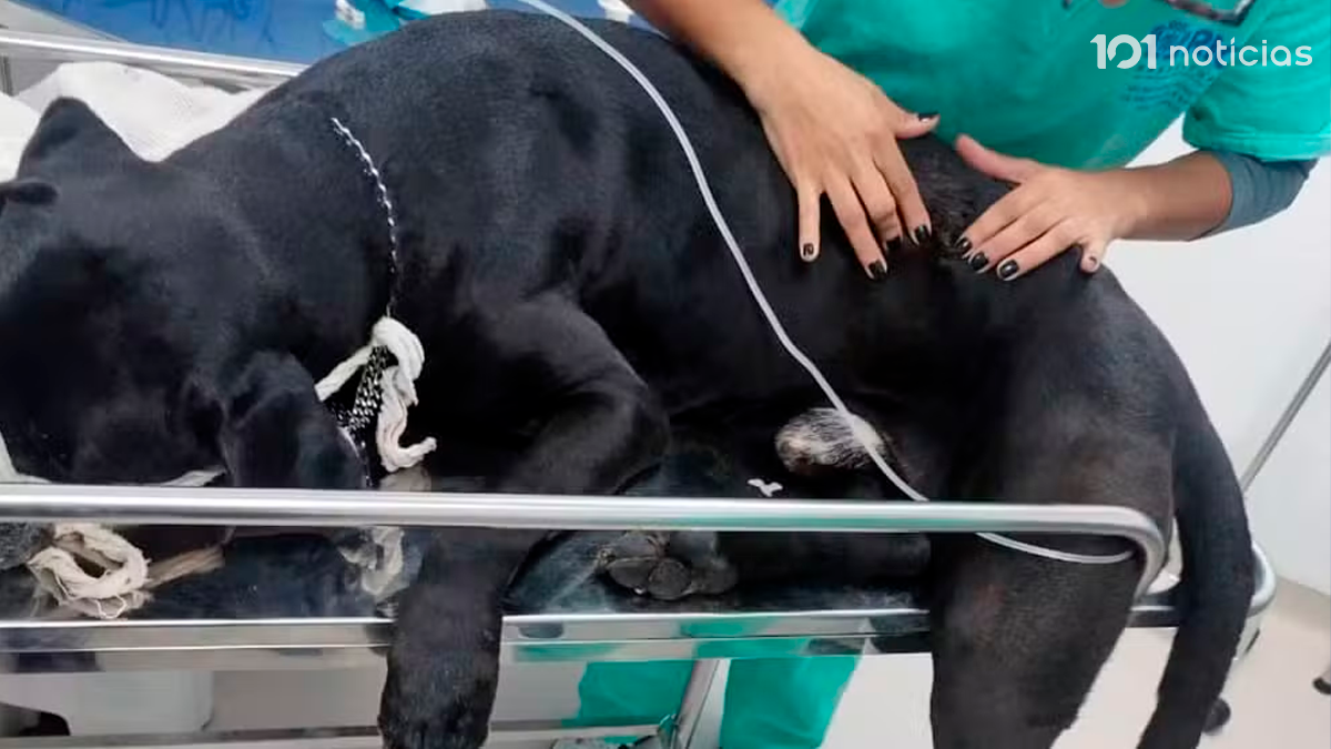 Cachorro baleado em operação no Rio recebe alta e se recupera em casa
