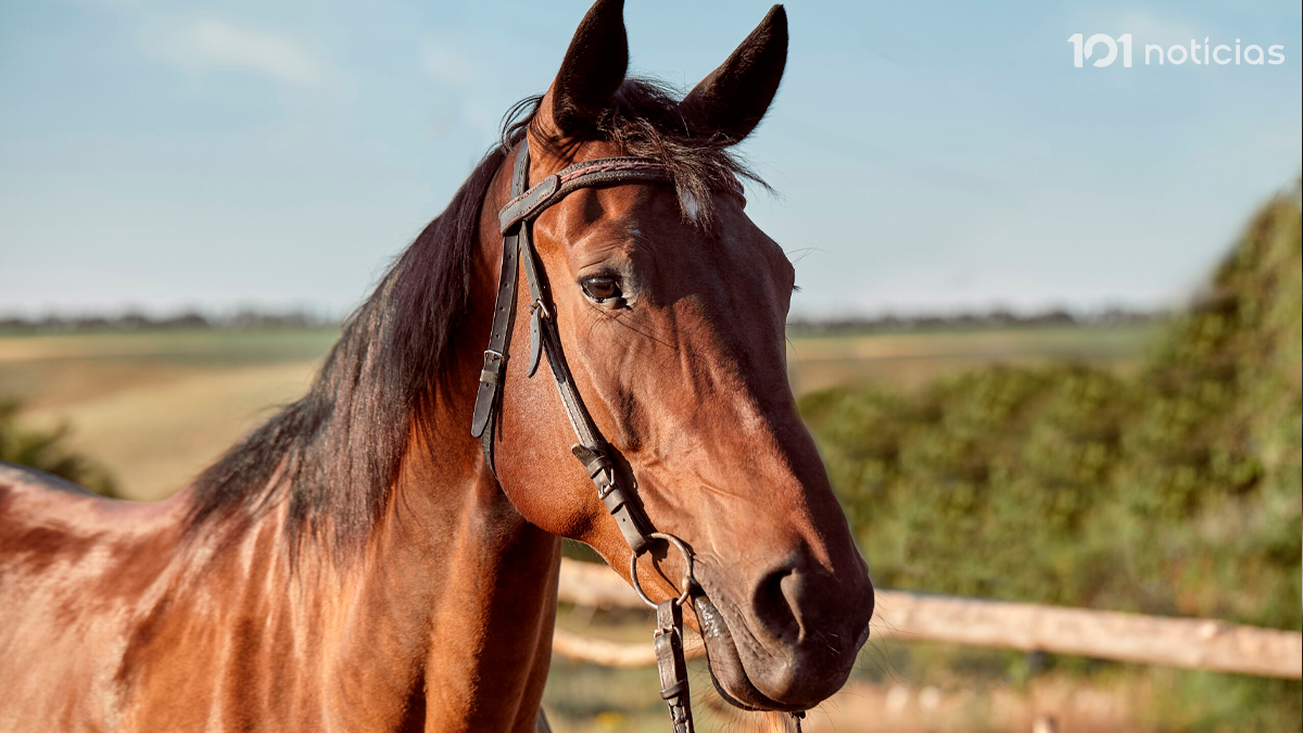 Motociclista fica ferida após colidir com cavalo em Apucarana
