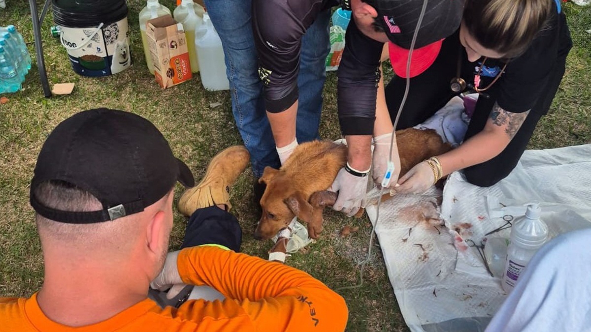Mais de 2 mil animais são socorridos após tornado em Rio Bonito do Iguaçu