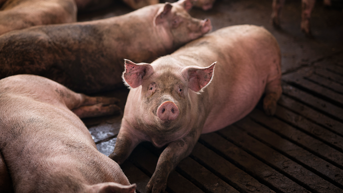 Morador flagra suspeitos em sítio e percebe furto de porcos em Lunardelli