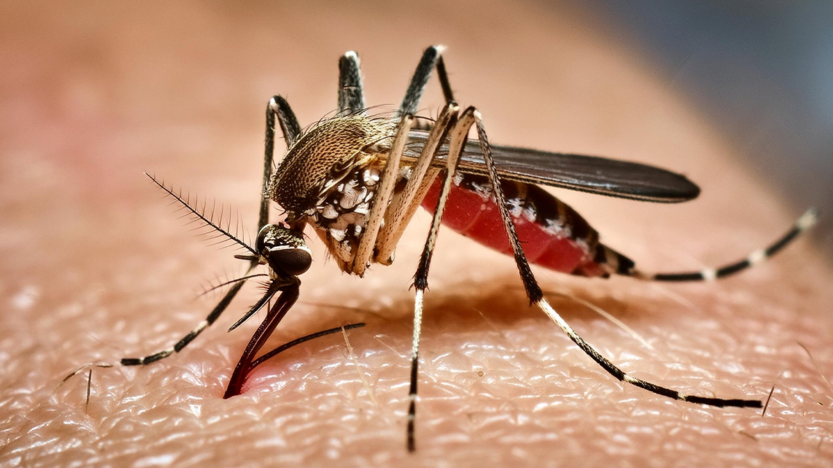 Veja qual é a única cidade da região que não registrou casos de dengue em 2025