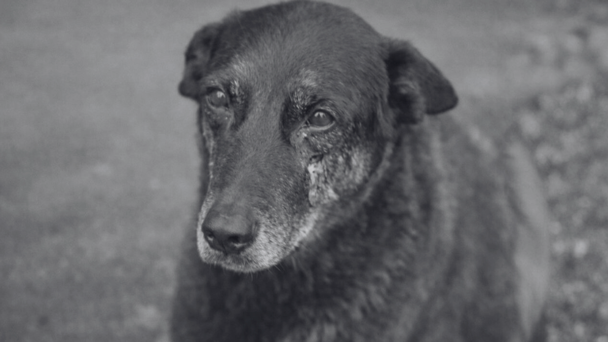 Adolescentes espancam cachorro até a morte em Florianópolis; dois suspeitos viajam para a Disney