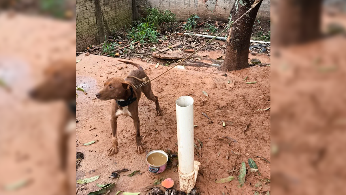 Casal é preso em flagrante por maus-tratos a cachorro em Cândido de Abreu