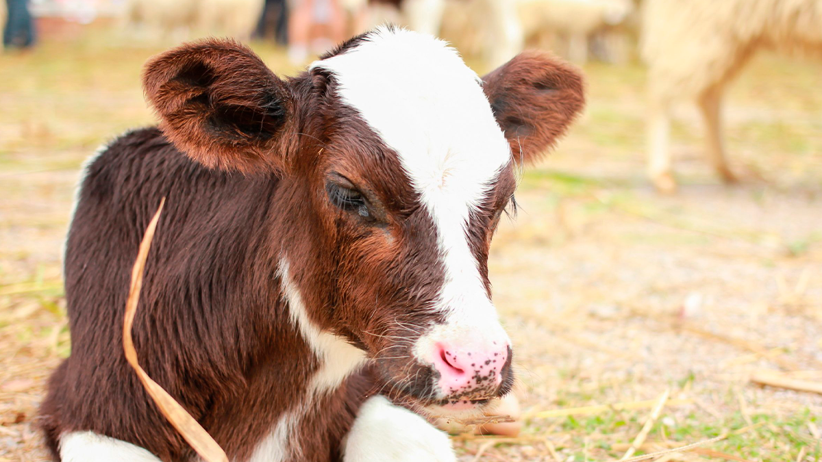 Ladrões usam Fiat Uno para furtar bezerros em série na zona rural de Cambira