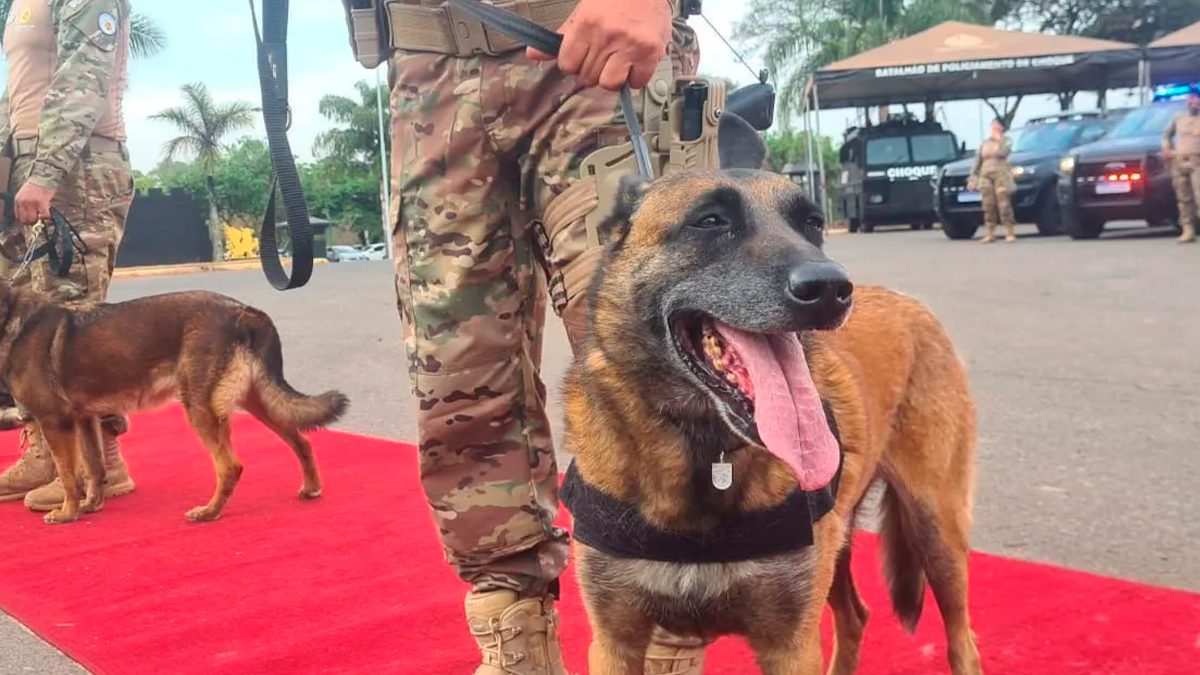 Ação da PM desarticula ponto de tráfico em residência de Tibagi