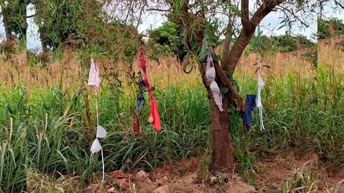 Lingeries penduradas em árvores despertam curiosidade no Paraná