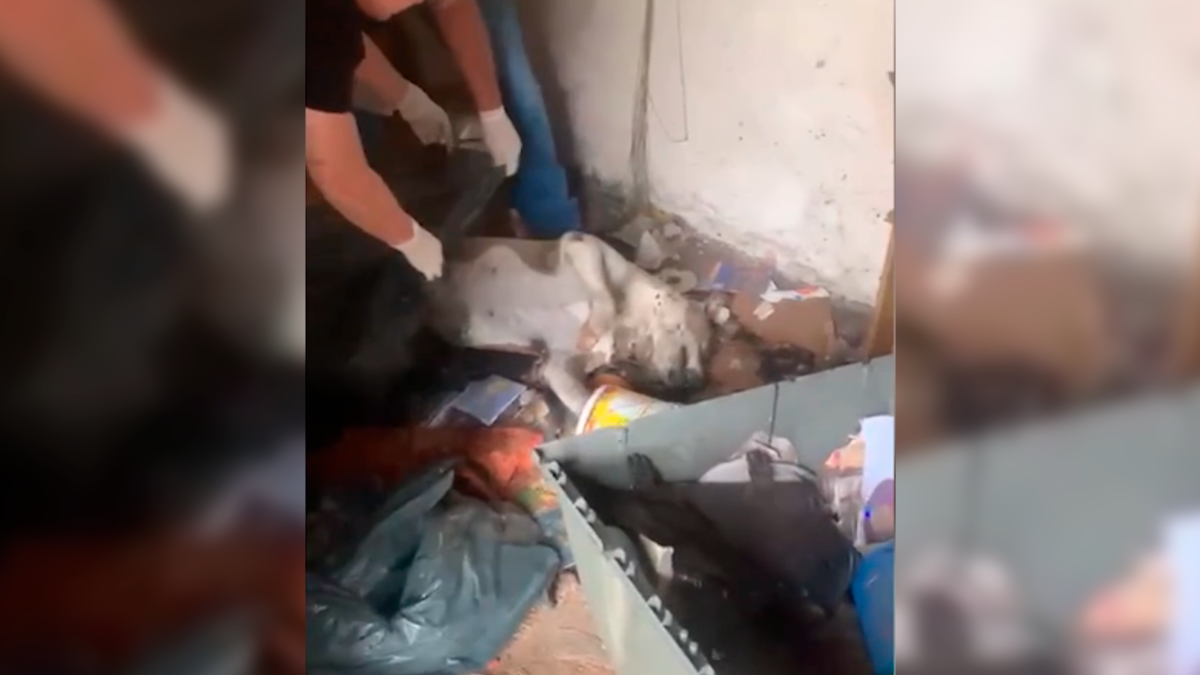 Polícia encontra pitbull morto em meio ao lixo e prende dono por maus-tratos no Paraná