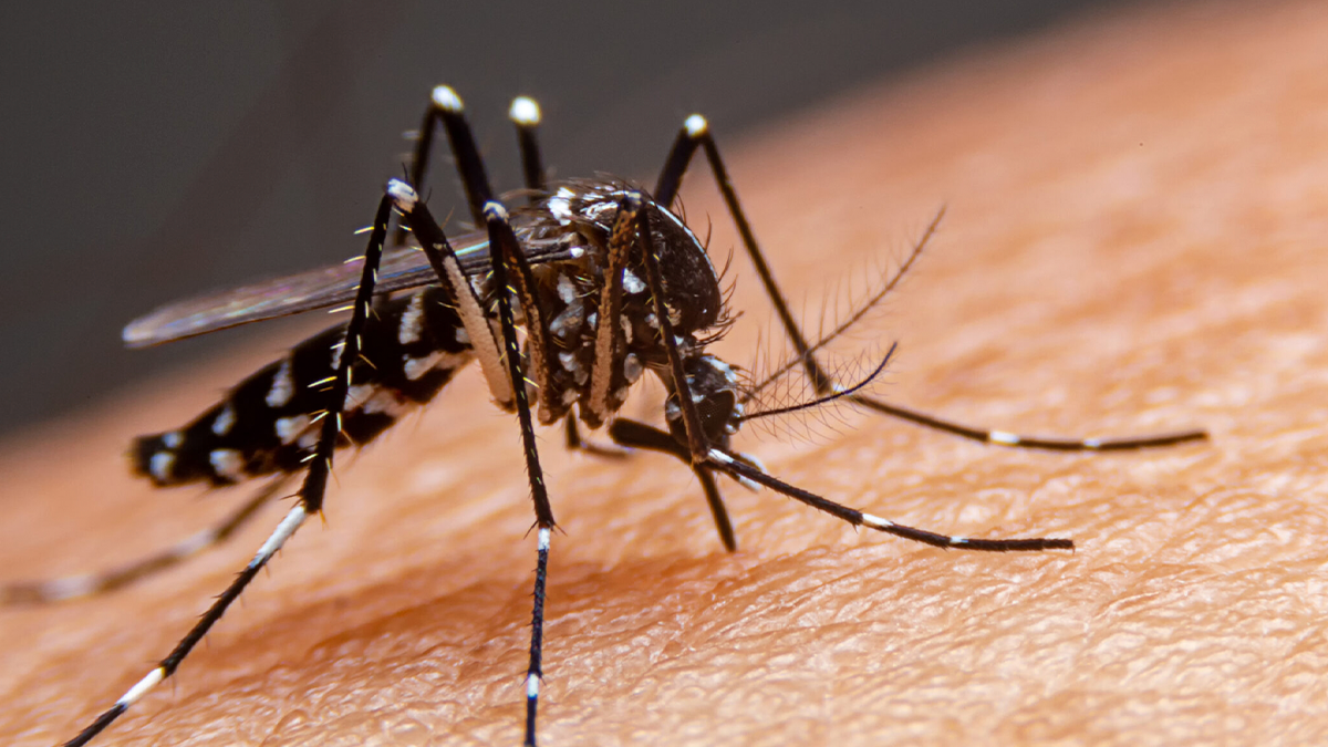 Paraná confirma primeira morte por dengue em 2026 e reforça alerta sanitário