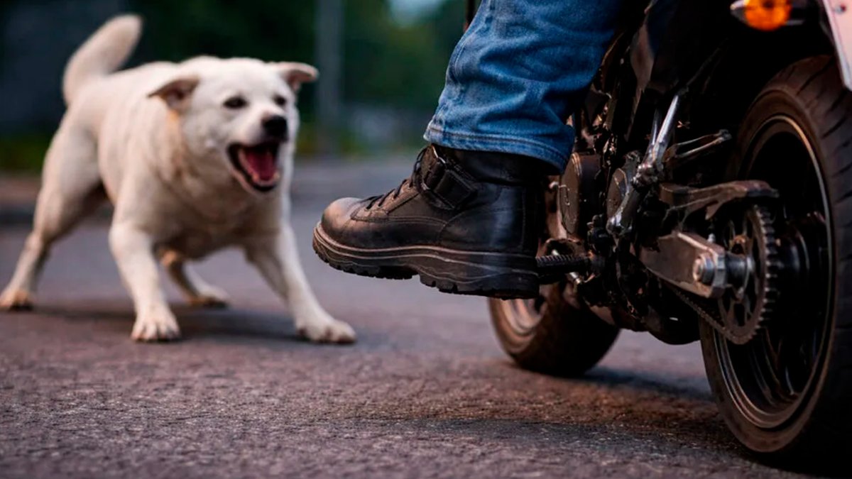 Motociclista é atacado por cachorro e fica ferido em Ivaiporã