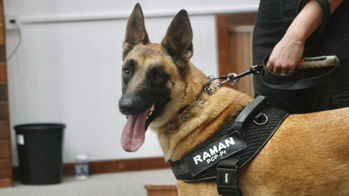 Cão perito da Polícia Científica do Paraná alcança 100% de precisão em investigações