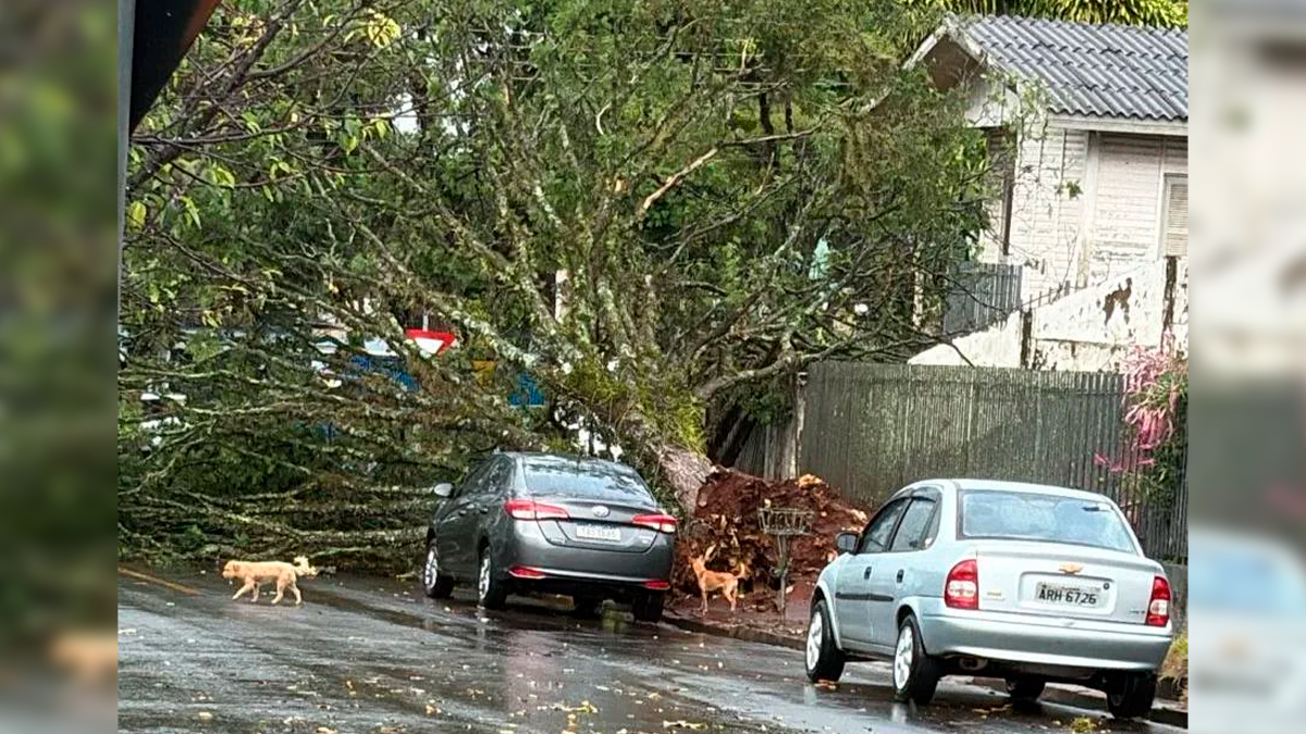 Forte temporal causa queda de árvores, postes e mobiliza equipes de emergência em Ivaiporã
