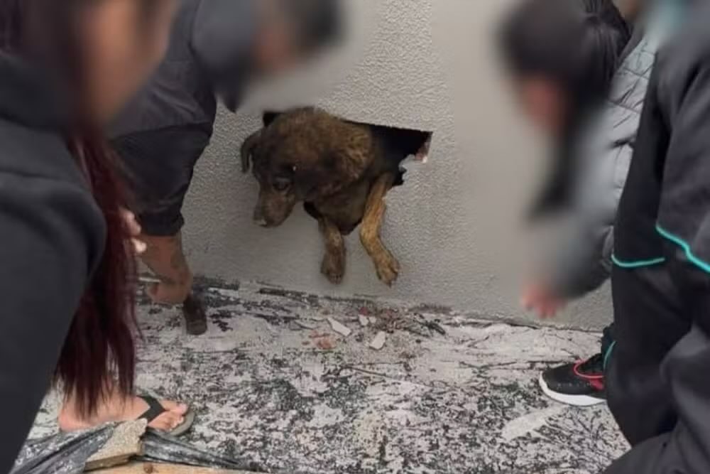 Cadela desaparecida há mais de uma semana é encontrada dentro de parede concretada em Guarapuava