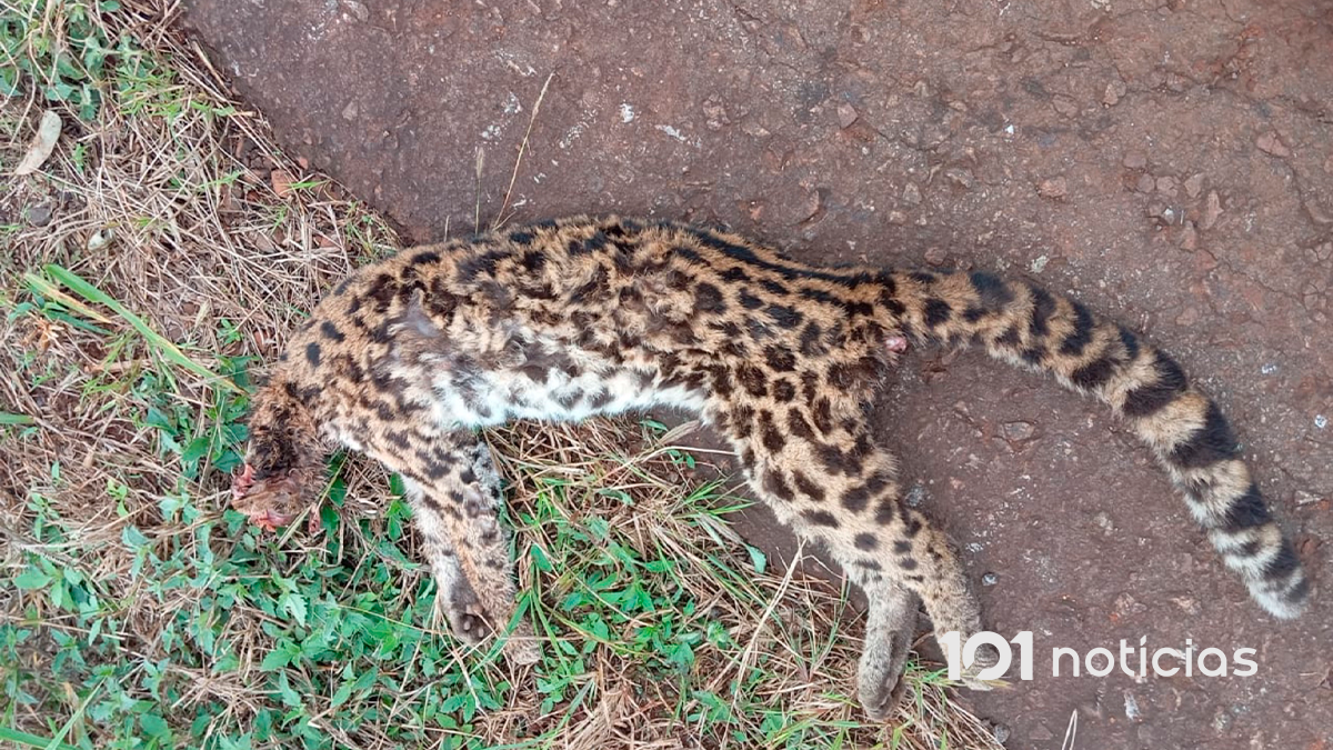 Filhote de jaguatirica morre atropelado em rodovia de São João do Ivaí
