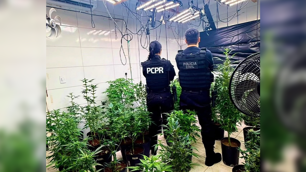 Polícia Civil apreende 186 plantas de maconha e laboratório de cultivo em Mandaguari