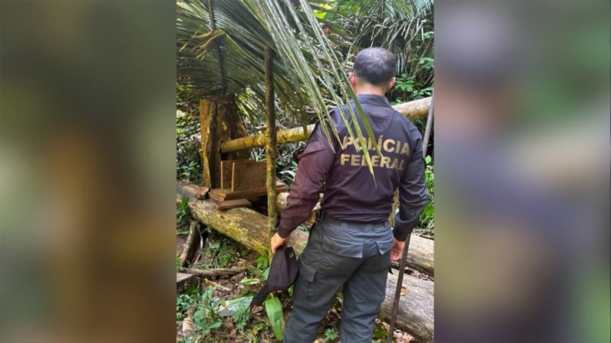Polícia Federal erradica 6 mil pés de maconha em Terra Indígena no Sul do Pará