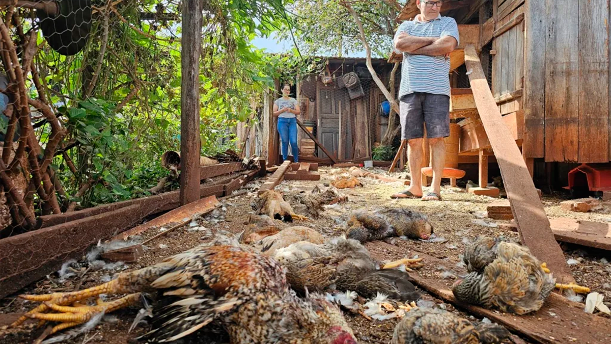 Ataque misterioso a galinheiro intriga moradores de Borrazópolis