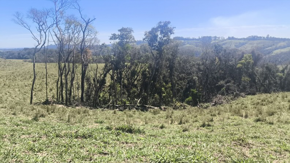 Proprietário rural é multado em R$ 14 mil por desmatamento ilegal em Cândido de Abreu