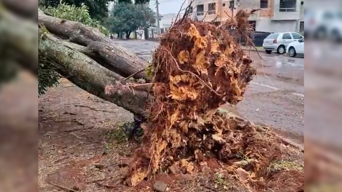 Forte vento arranca árvore pela raiz e atinge portão de casa em Cascavel