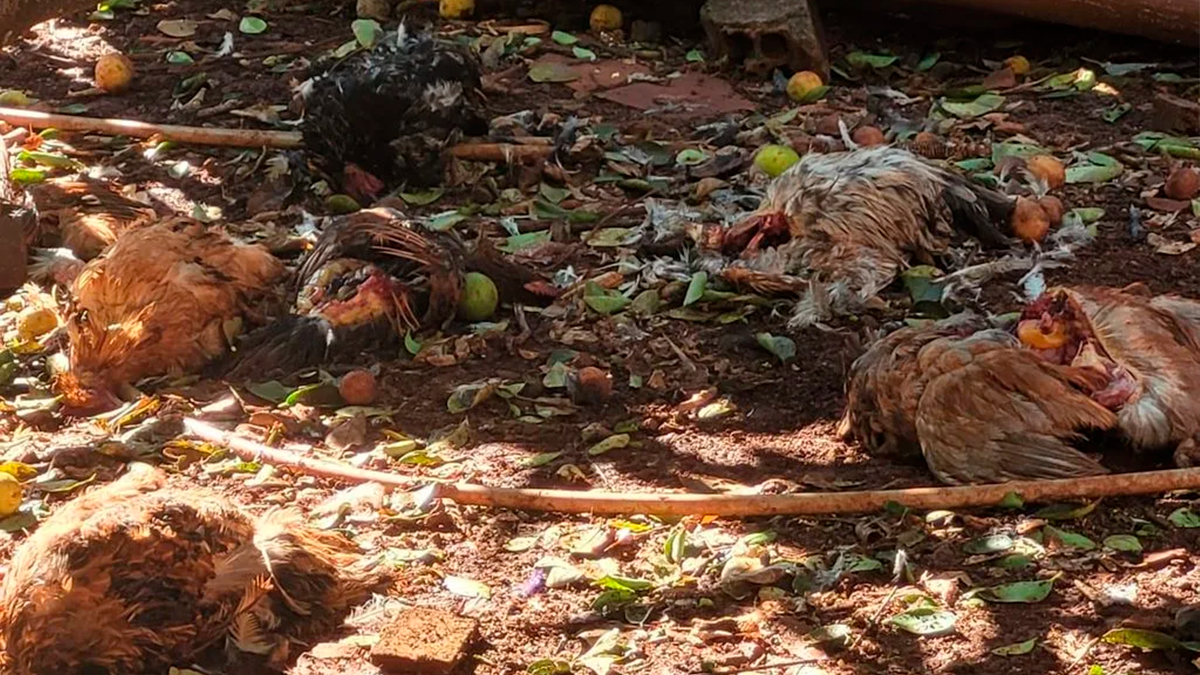 Quarto ataque misterioso a galinheiro mata 20 aves em Borrazópolis