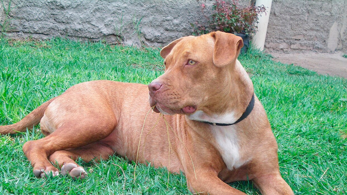 Pit bull escapa de residência e mata cachorro de vizinha no Jardim Nova Porã em Ivaiporã