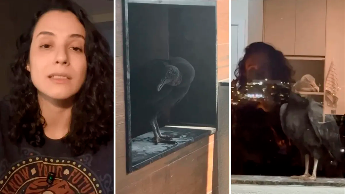 Moradora é impedida por lei de despejar urubu de sacada de apartamento no PR