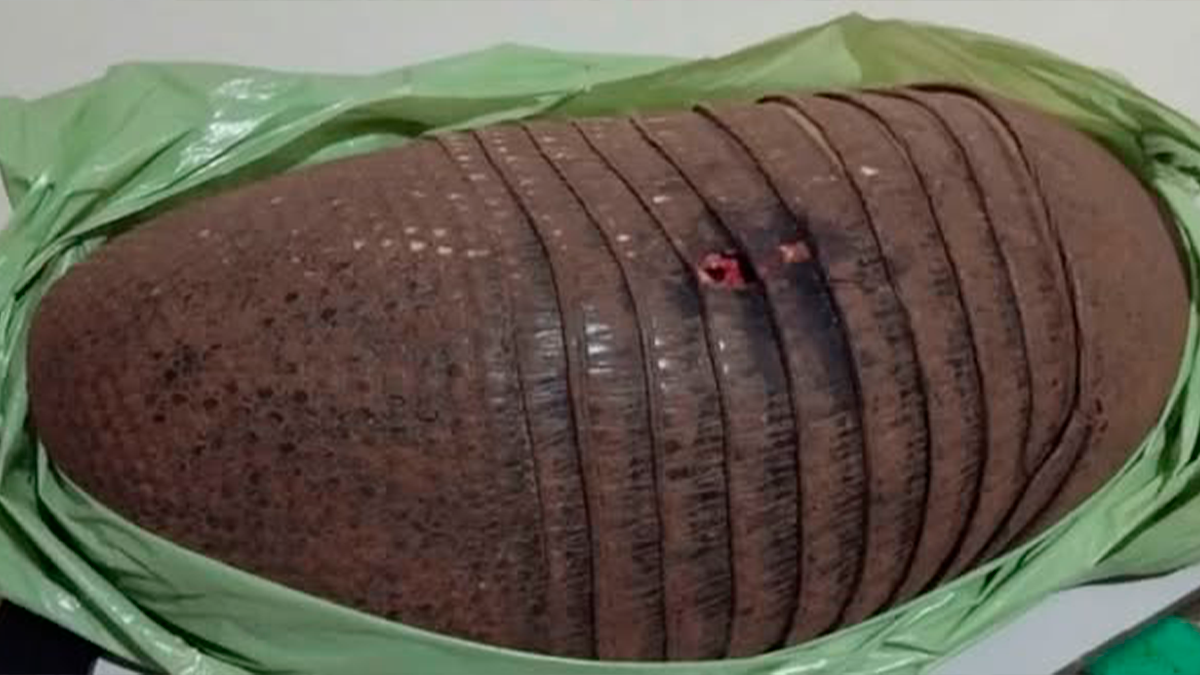 Homem é preso por caça ilegal após ser flagrado com arma e tatu abatido em Santa Maria do Oeste