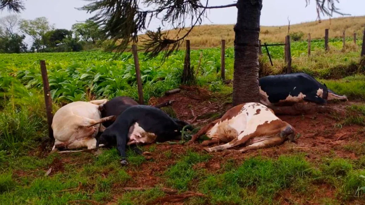 Raio mata cinco vacas leiteiras durante temporal na zona rural de Rio Bom