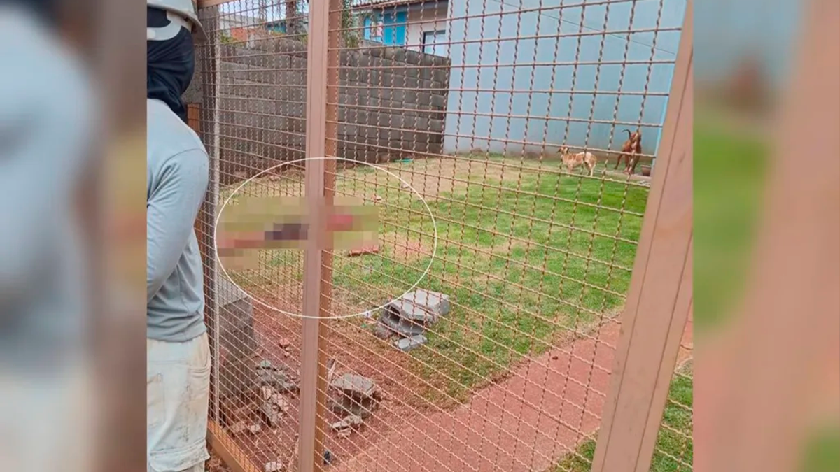 Criança de 7 anos morre após ataque de cão pit bull em Apucarana
