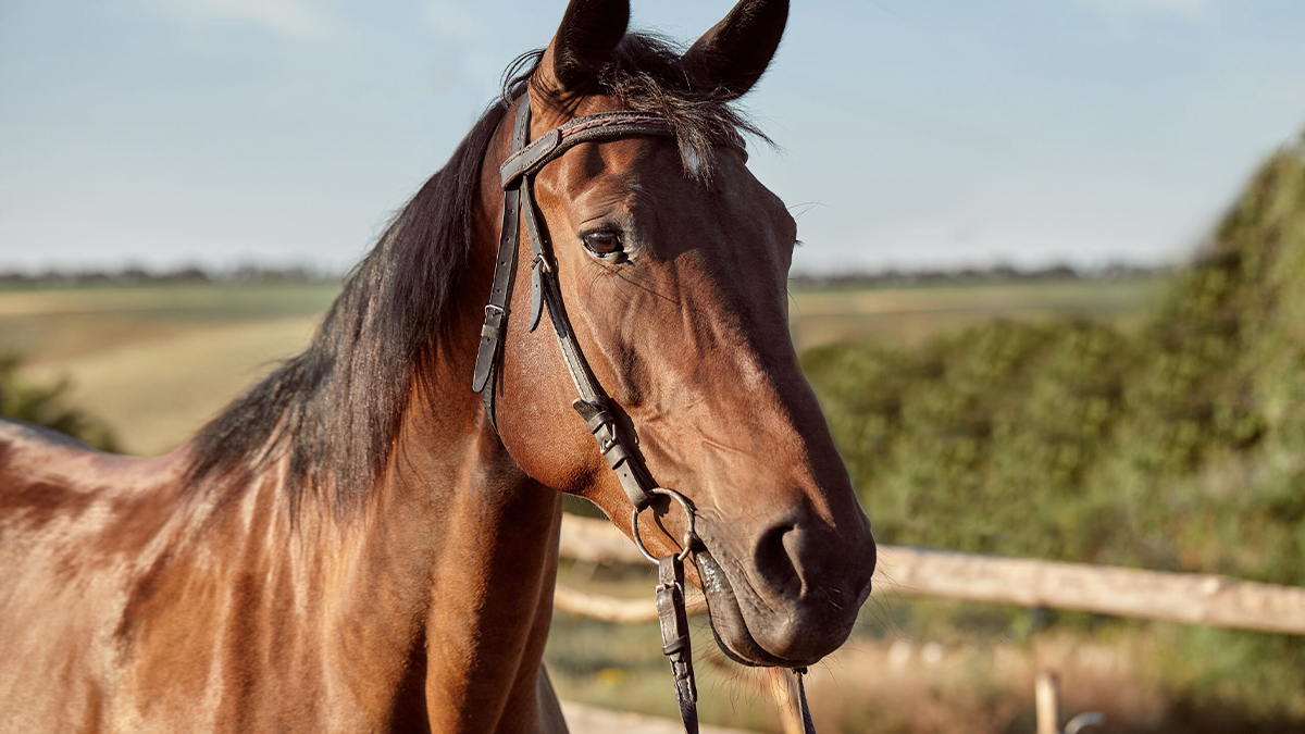 Grupo de adolescentes furta dois cavalos em curral na Vila Nova Porã, em Ivaiporã