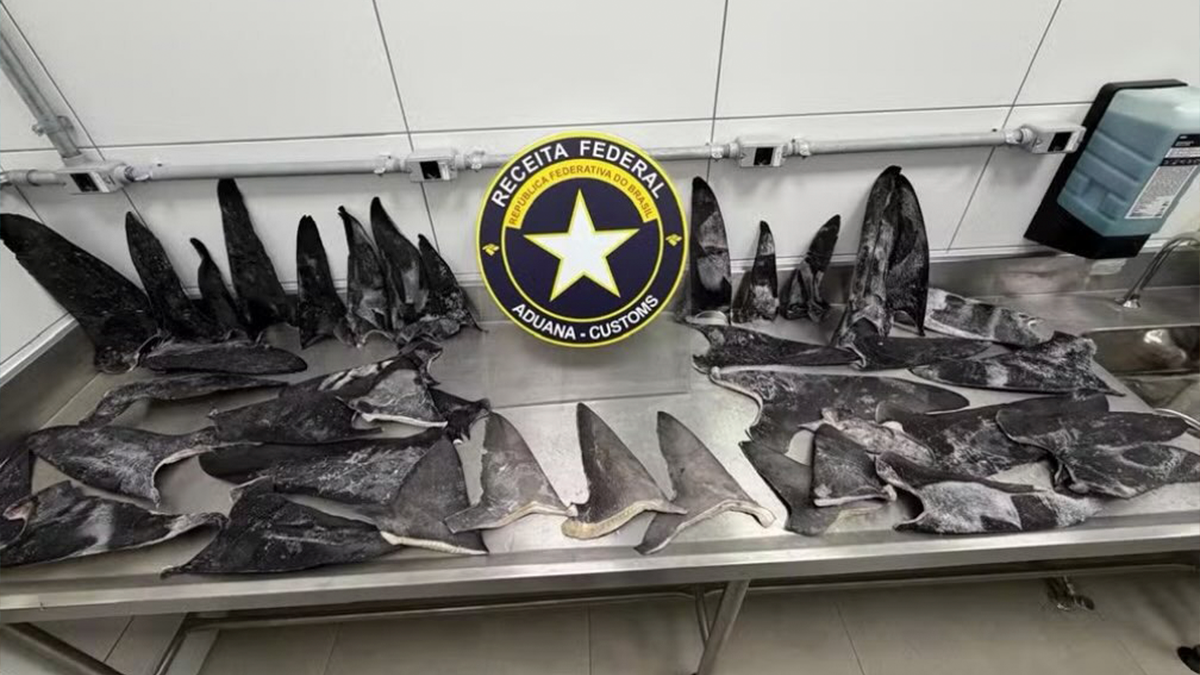 Receita Federal apreende 17 toneladas de barbatanas de tubarão no Porto de Itapoá